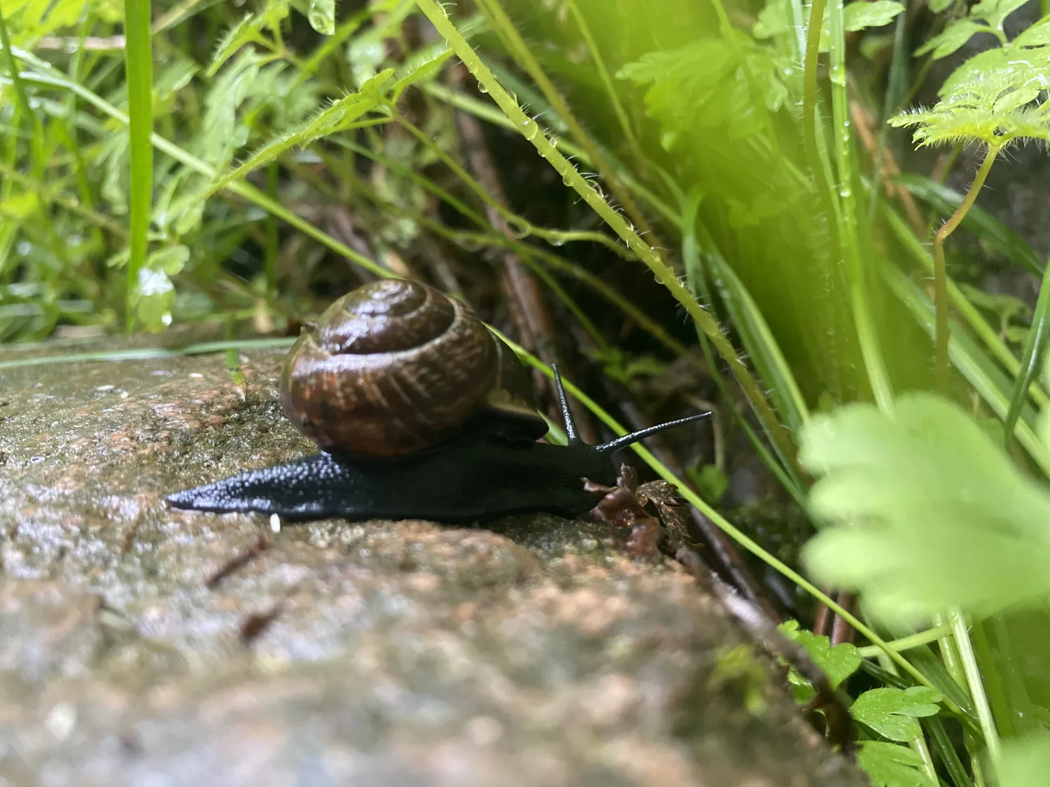 Netzwerk Colditz e.V. - Beziehung. Gestaltung. Entwicklung - Schnecke auf einem Stein im Gras