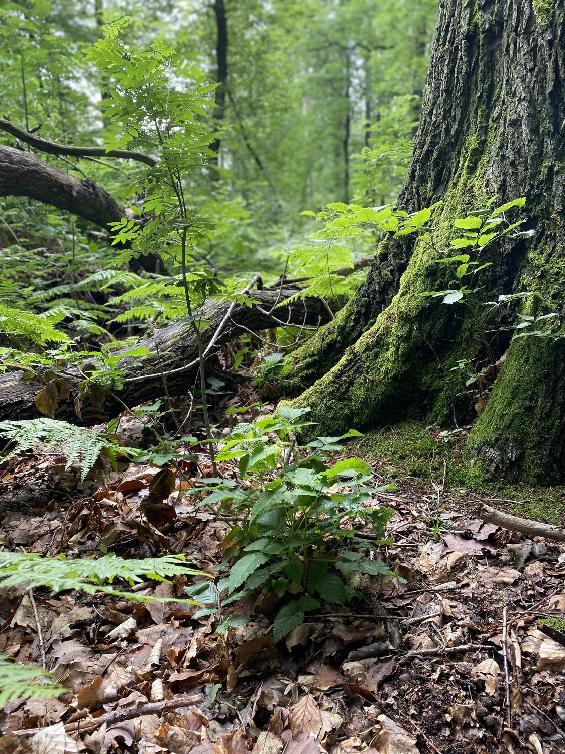 Netzwerk Colditz e.V. - Beziehung. Gestaltung. Entwicklung - Baumwurzeln im Wald